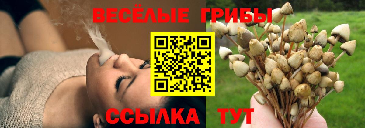 Псилоцибиновые грибы Cubensis Боровичи